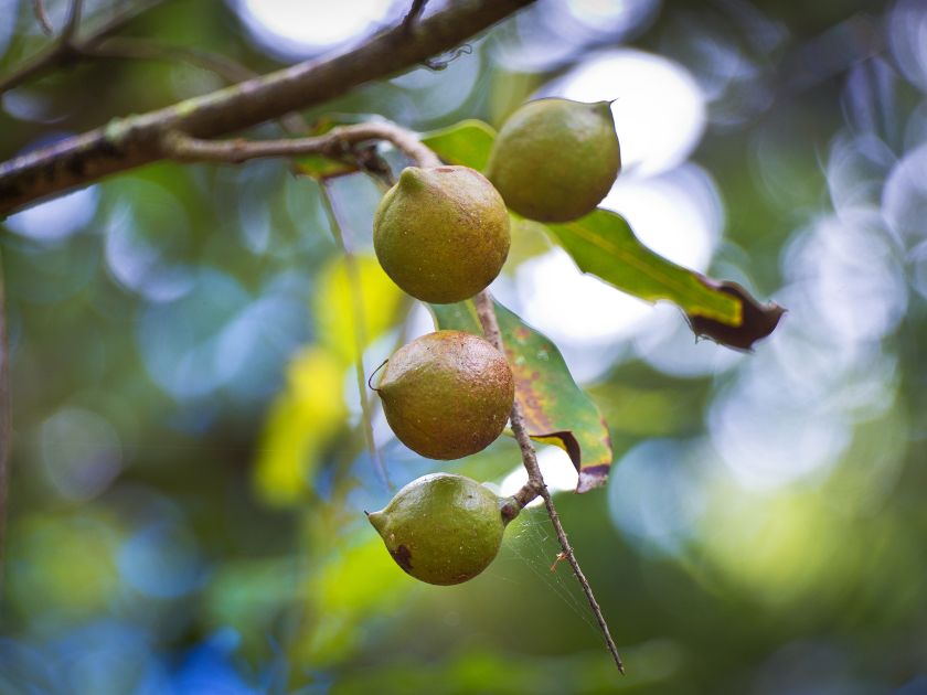 Macadamia nuts on a Macadamia Tree in Hawaii