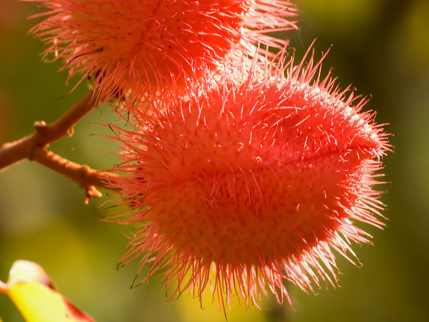 botanical garden tours in honolulu