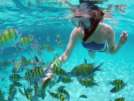 Ali Nuii Molokini Snorkel