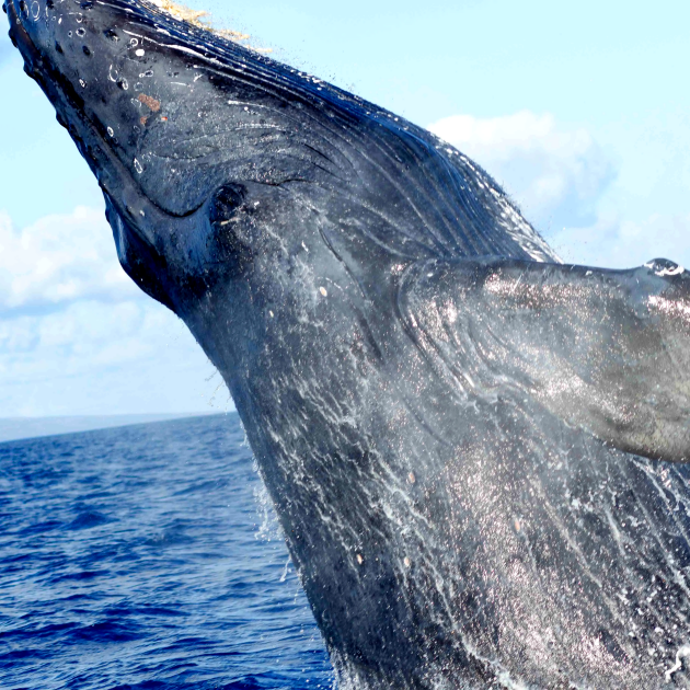 2-Hour Kaanapali Whale Watch Cruise with Snacks & Open Bar