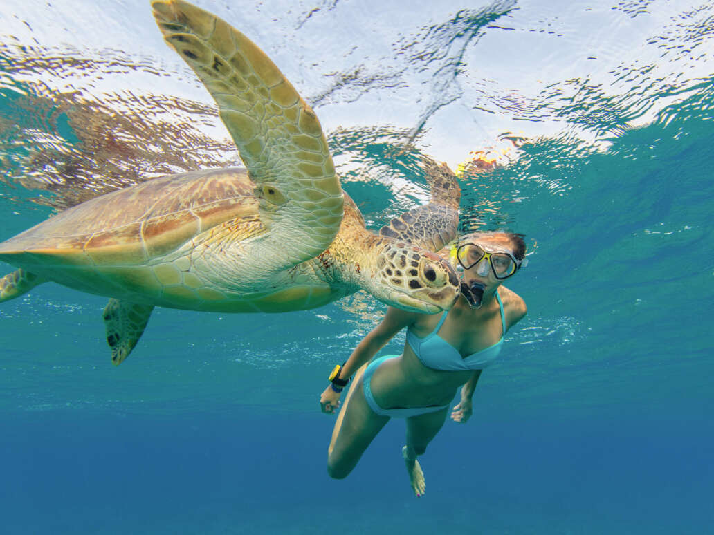 Snorkeling with hawaiian green sea turtle