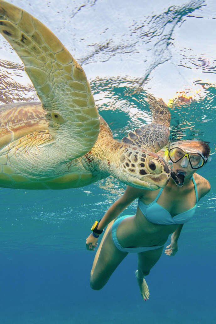 Snorkeling with hawaiian green sea turtle