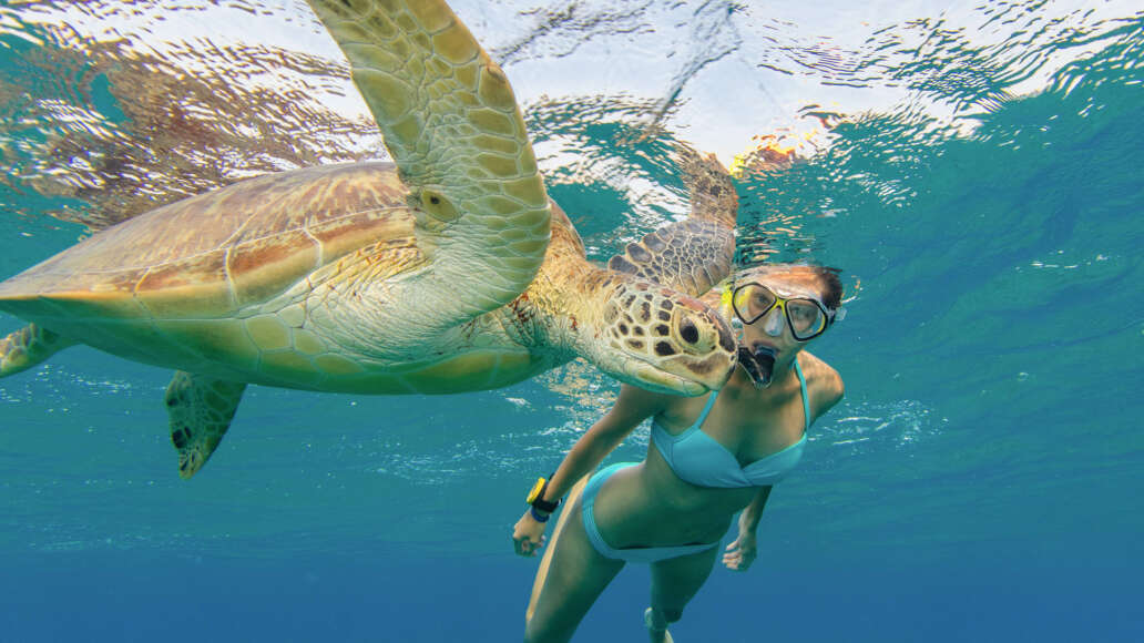 Snorkeling with turtles
