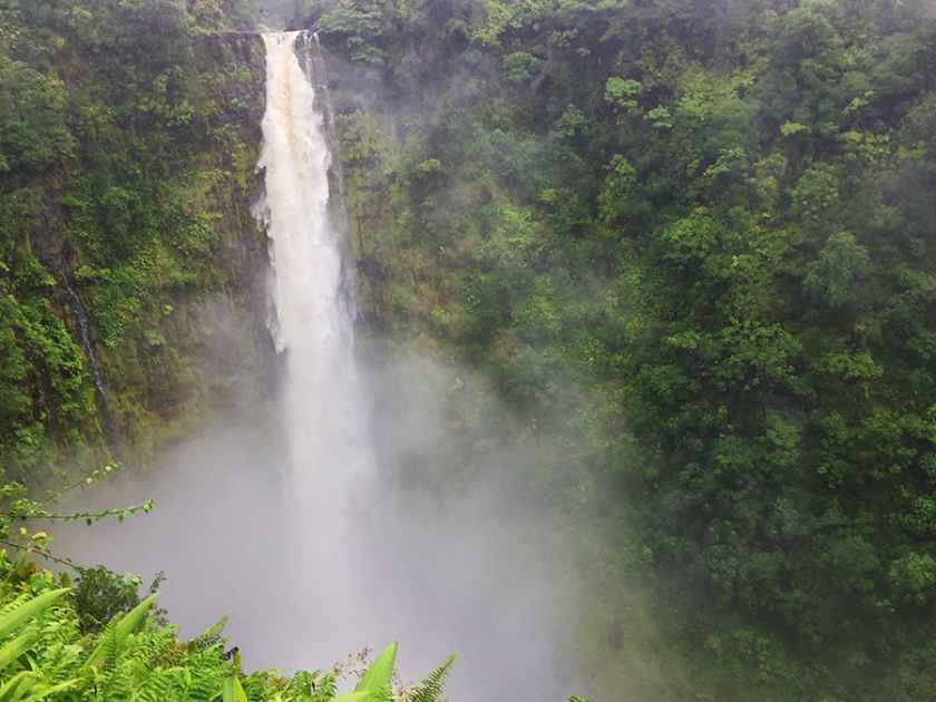 Akaka Falls towers at 442 feet