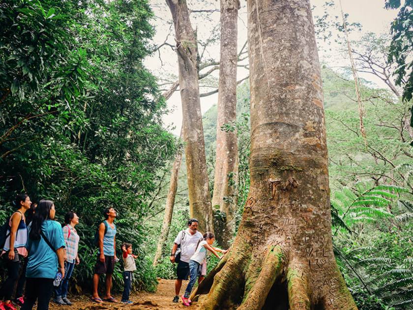 Manoa Falls