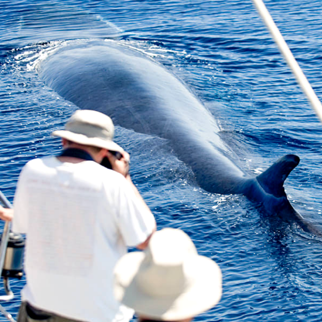 Big Island Afternoon Whale Watch Tour from Kona