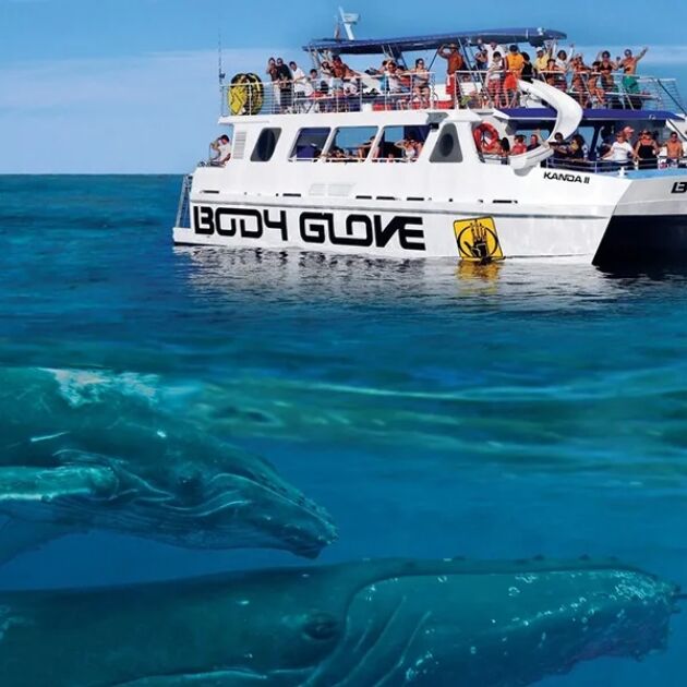 Afternoon Whale Watch from Kona - Body Glove Cruises [Dec - Mar]