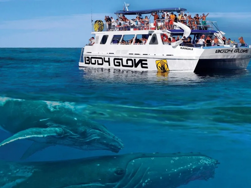 Afternoon Whale Watch from Kona - Body Glove Cruises [Dec - Mar]