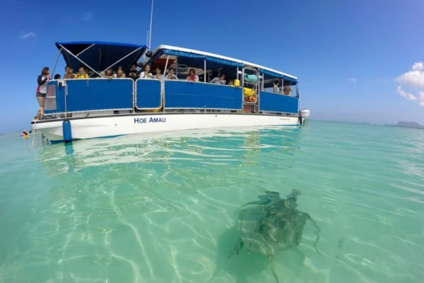 Passengers of Captain Bruce enjoying the view of the majestic turtle