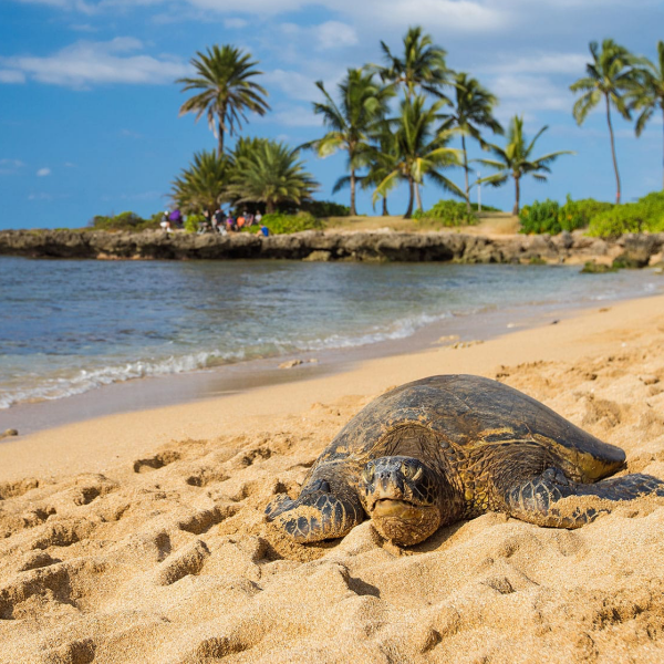 Deluxe Oahu Grand Circle Island Tour