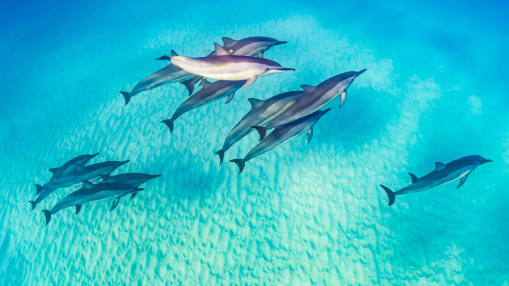 Dolphins, Wildlife in Hawaii