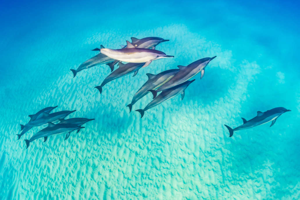 Dolphins, Wildlife in Hawaii
