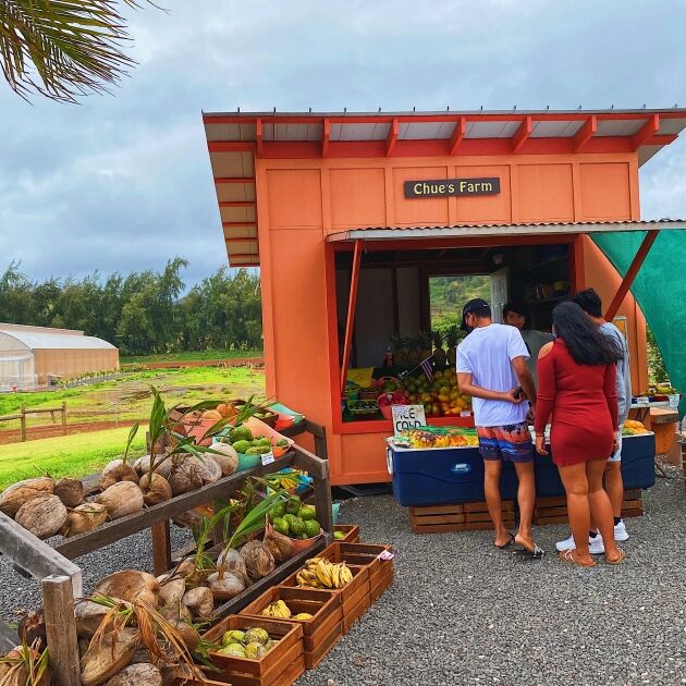 Oahu Island Tour - North Shore, Turtle Watch, Kualoa Beach & Pineapple Farm