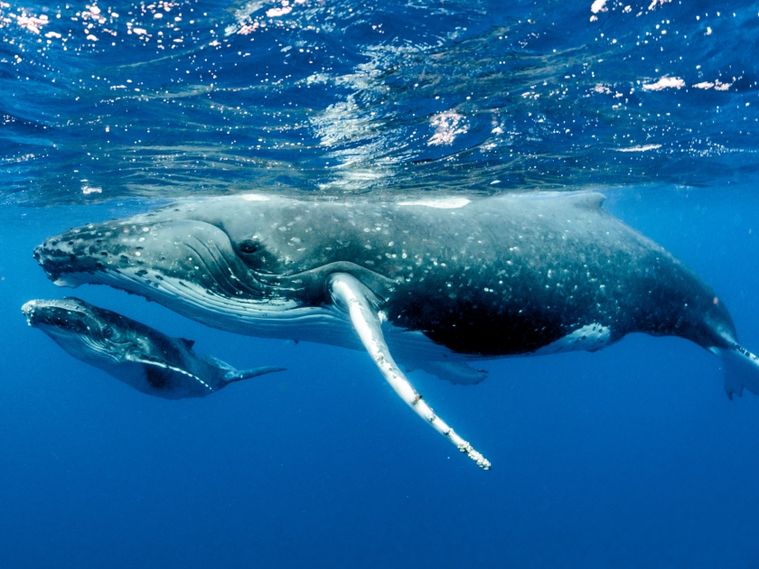 Humpback Whales pacific Ocean