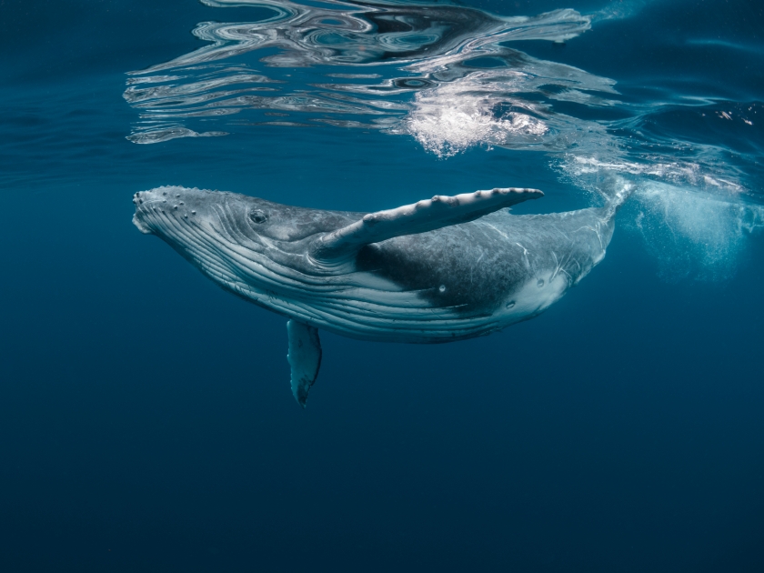 A Baby Humpback Whale Plays Near the Surface in Blue Water