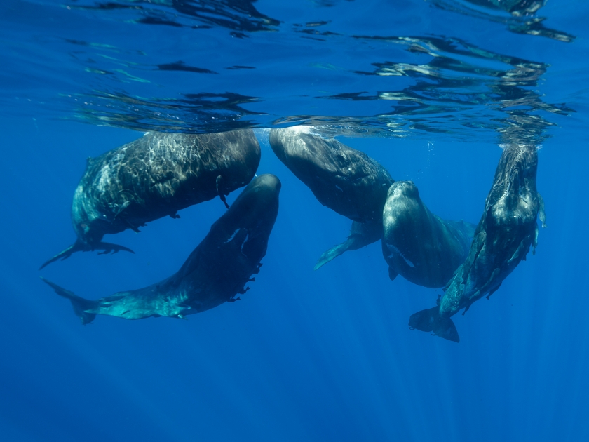 Sperm whales in a social gathering, Indian Ocean, Mauritius.