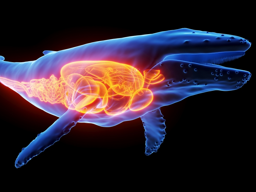 3d rendered illustration of humpback whale anatomy - internal organs. plain black background. professionals studio lighting. lateral view