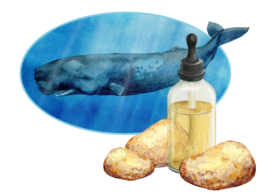 Ambergris, ambre gris, ambergrease or grey amber.. Watercolor illustration. An ingredient in perfumes and aromatic compositions. Digestion product of sperm whales. Isolated on white background.