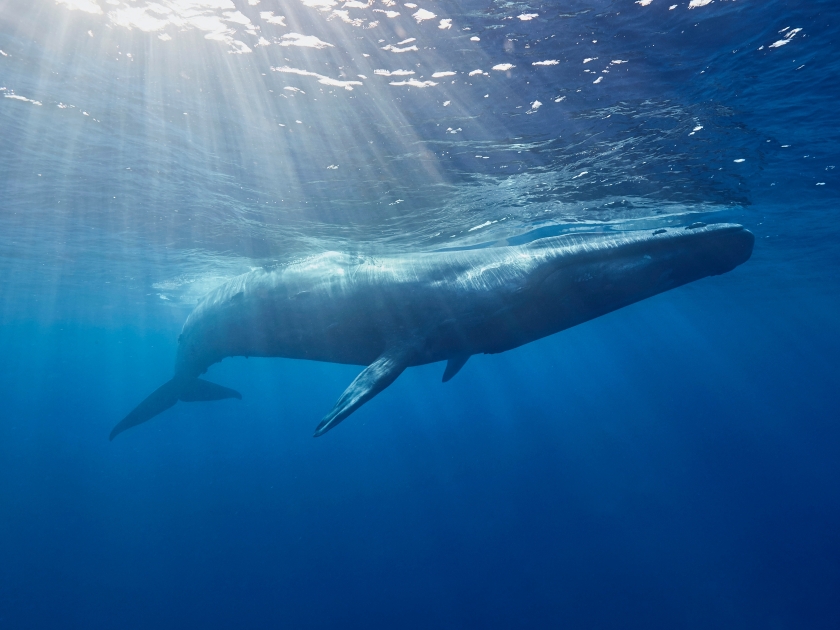 Blue whale, Ocean, Srilanka, Mirissa