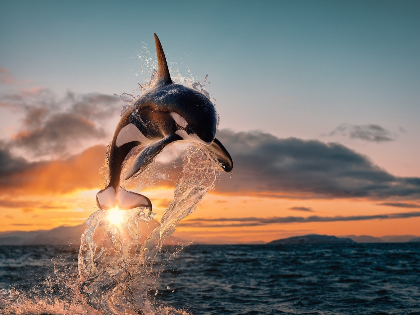 Killer whale aka Orca leaping from sunset ocean water with splashes, Norway fjord at background