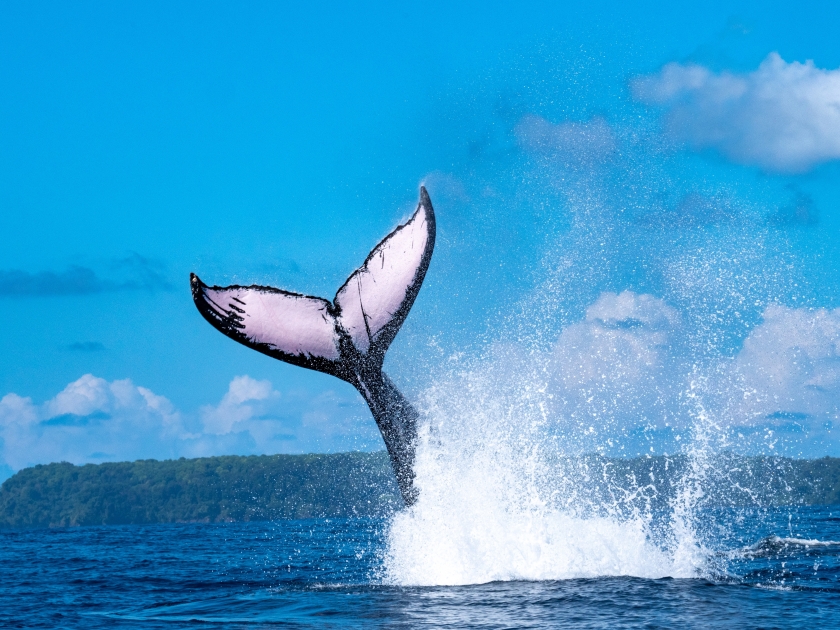 Humpback Whale's tail in Pacific Ocean, Costa Rica