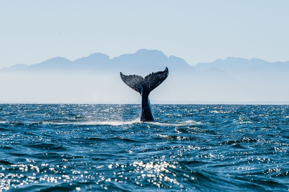 Seascape with Whale tail. The humpback whale (Megaptera novaeangliae) tail