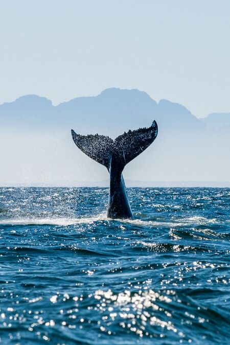 Seascape with Whale tail. The humpback whale (Megaptera novaeangliae) tail