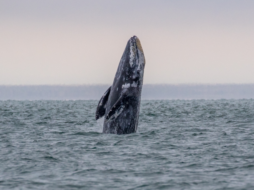 Grey whale breach