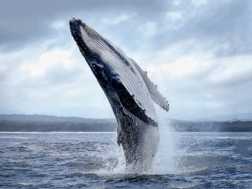 A magnificent humpback whale in an upright position with splashes jumped to the surface close-up