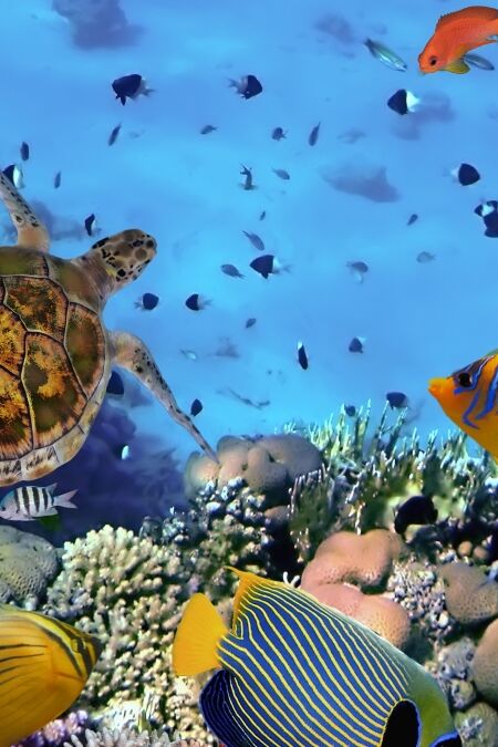 colorful coral reef with many fishes and sea turtle