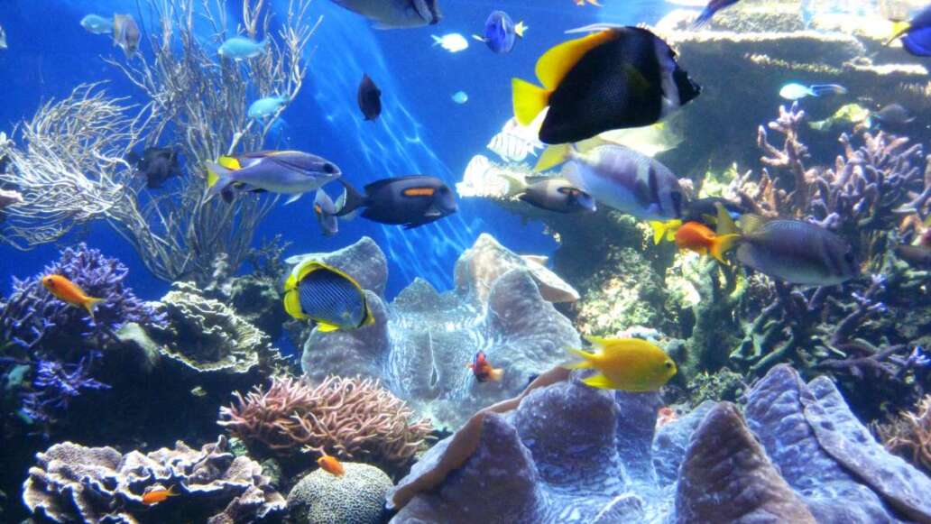 Giant clams and fish at Waikiki Aquarium