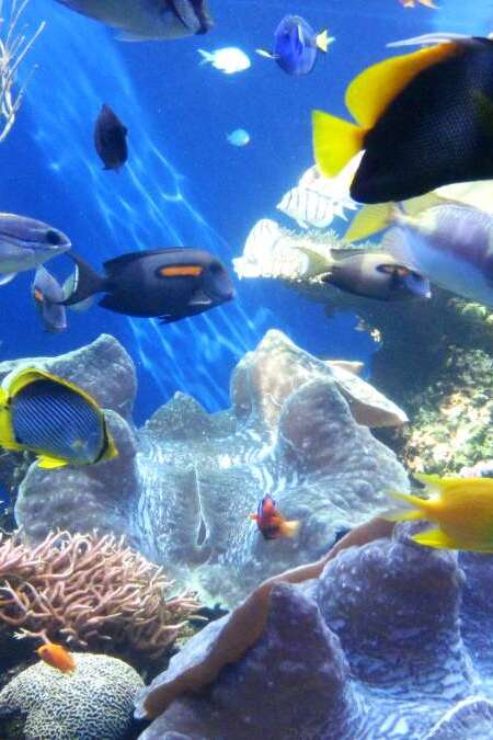 Giant clams and fish at Waikiki Aquarium