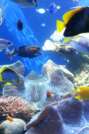 Giant clams and fish at Waikiki Aquarium