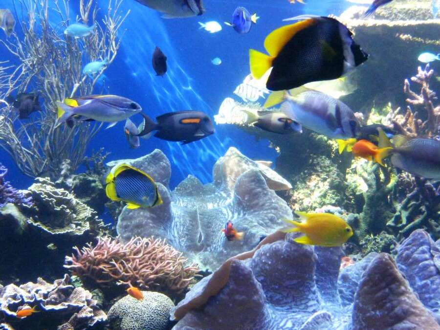 Giant clams and fish at Waikiki Aquarium