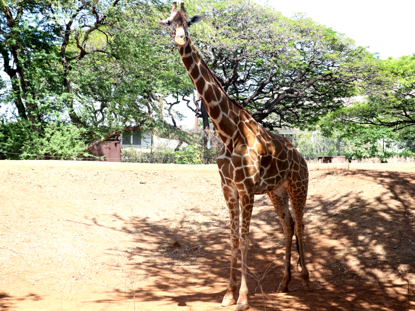 Giraffe at Honolulu Zoo