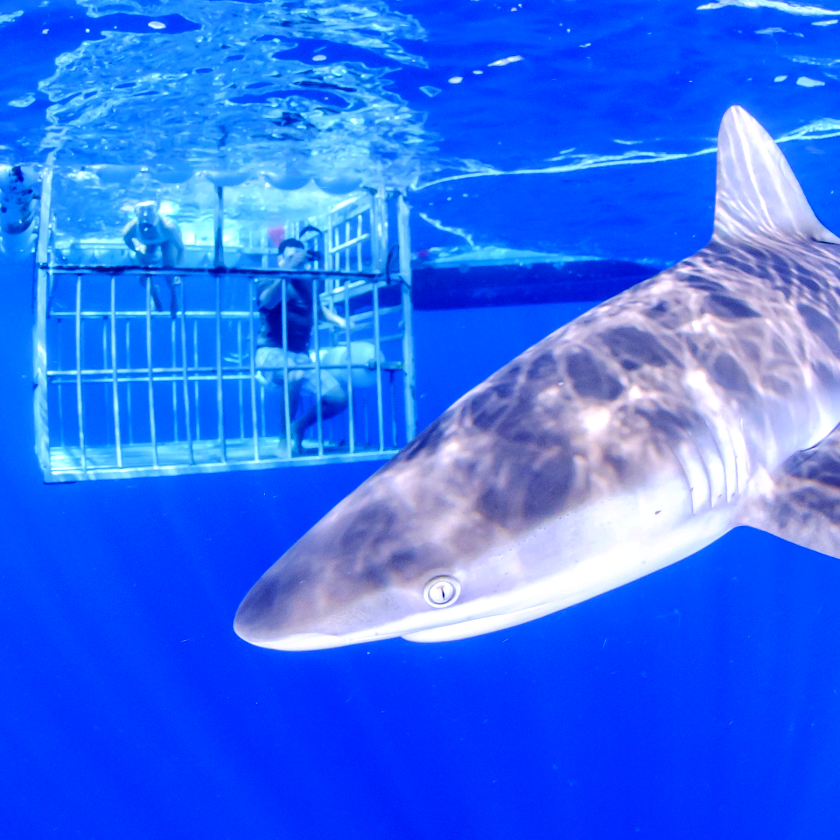 Haleiwa Shark Tours - Best Shark Cage Dive in Hawaii