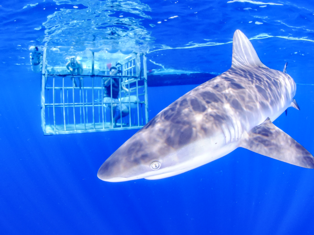 Haleiwa Shark Tours With Cage Dive in Hawaii