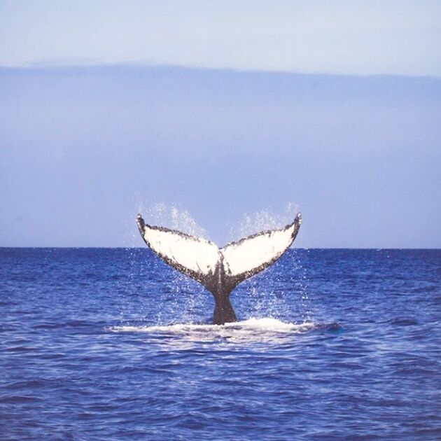 Whale Watching from Waikoloa - Hawaii Nautical [Dec-Mar]