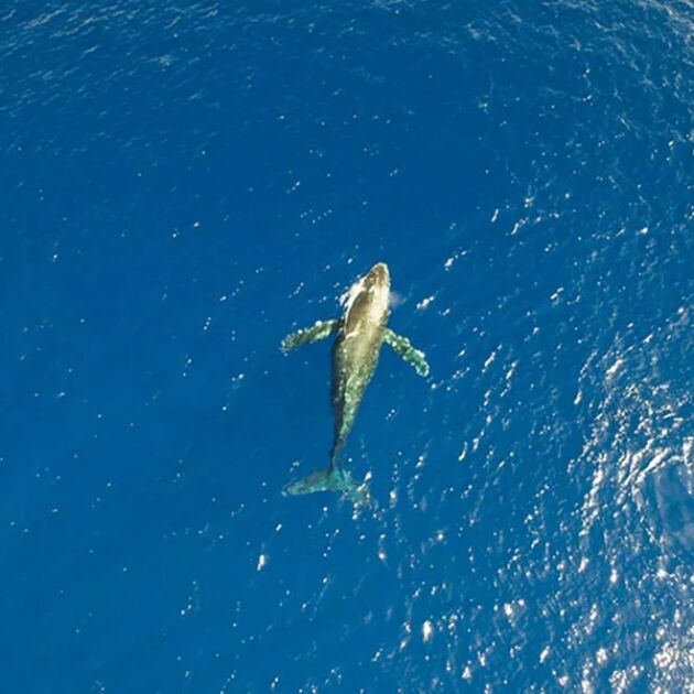 Kona Afternoon Whale Watch - Honi Olani Catamaran [Dec-Mar]