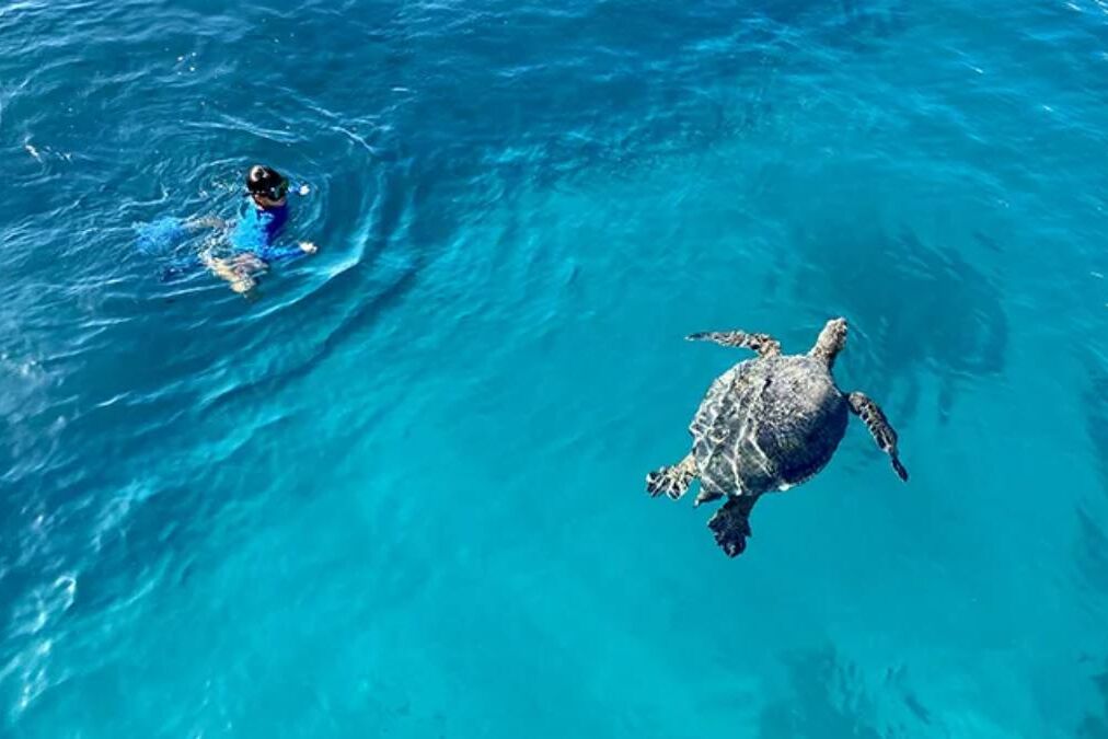 Turtle Snorkeling Tours near Waikiki