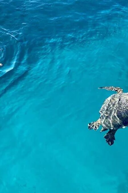Turtle Snorkeling Tours near Waikiki