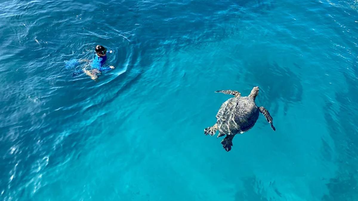 Turtle Snorkeling Tours near Waikiki Hawaii Travel Guide