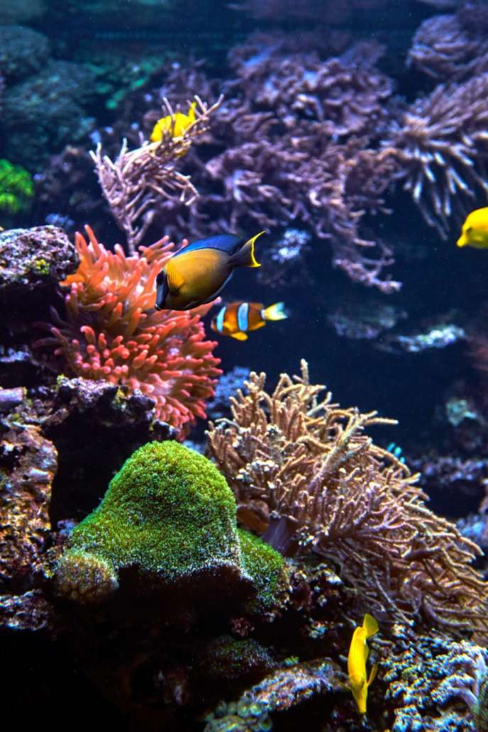 Hawaii Reef Hero - Coral Reef