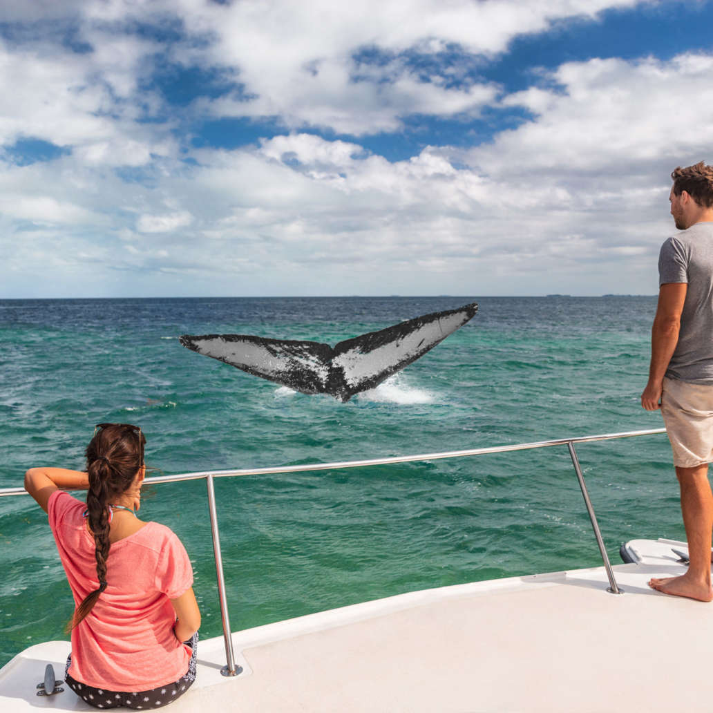 Hawaii-Whale-Watching