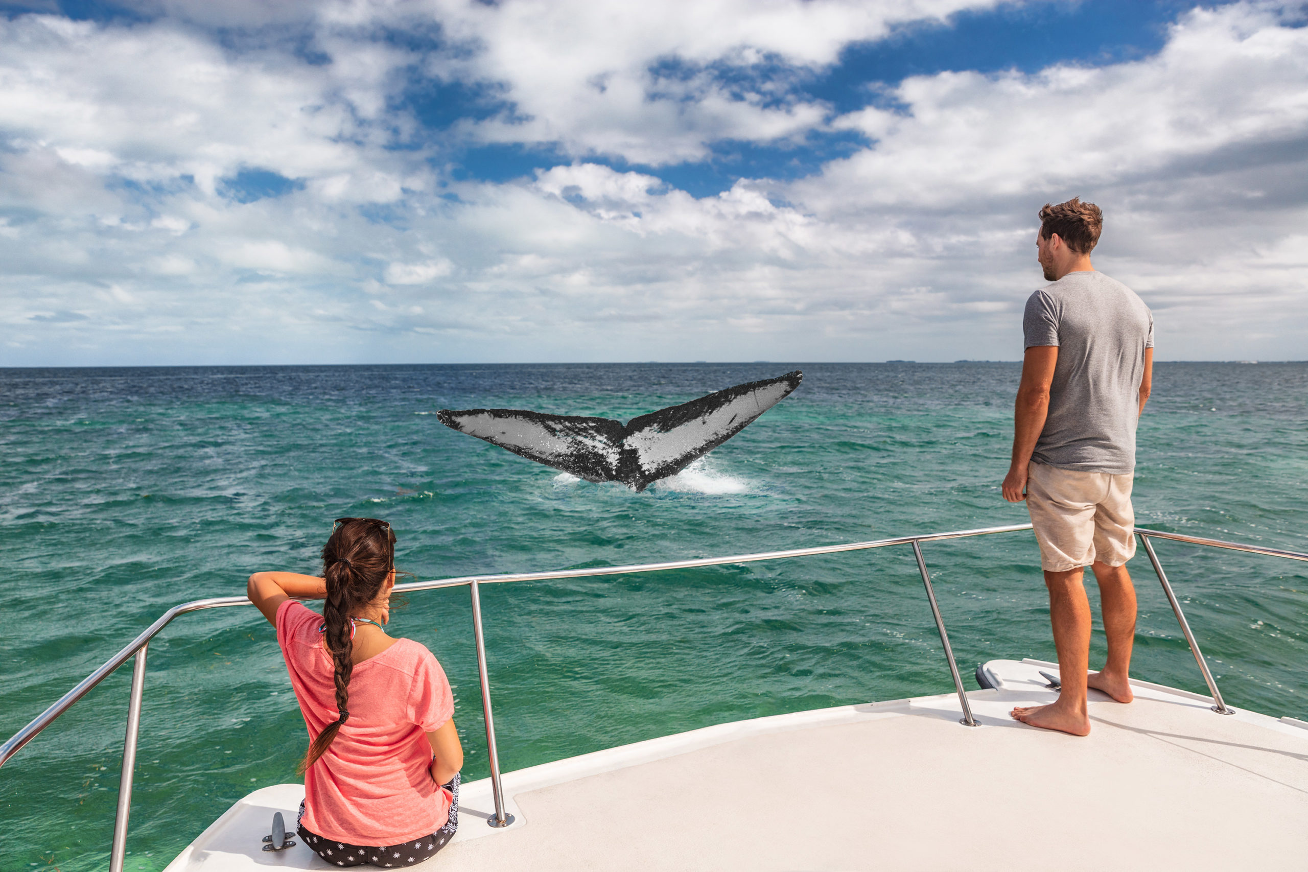 whale watching excursions in hawaii