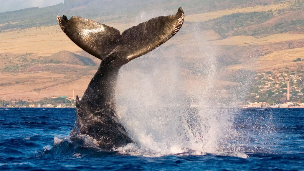 Humpback Whale Watching in Hawaii