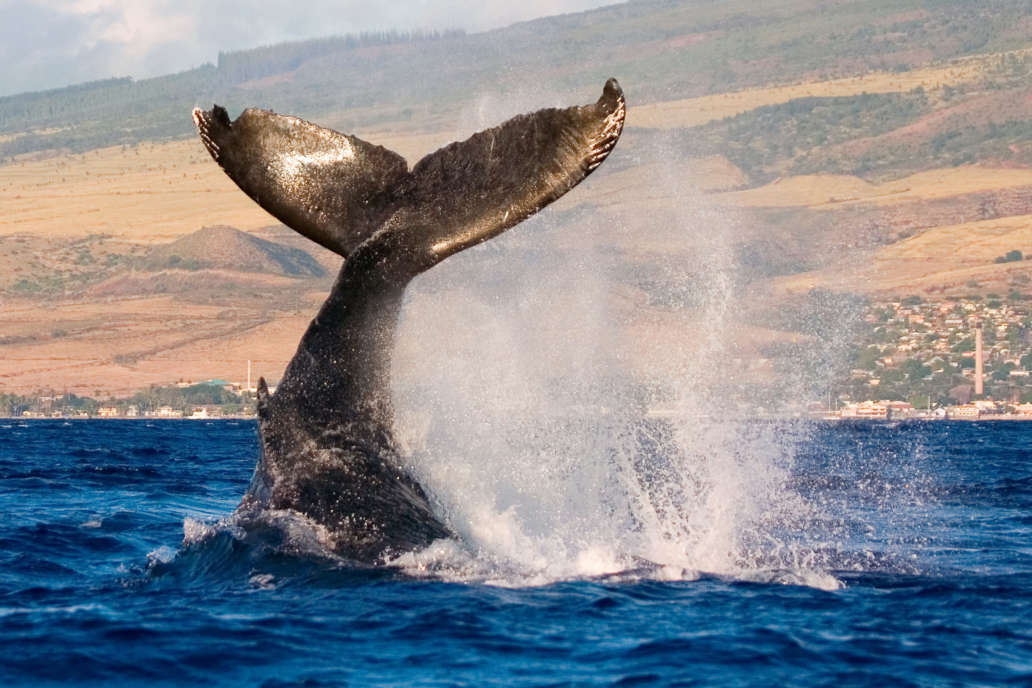 Humpback Whale Watching in Hawaii