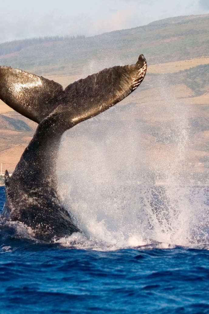 Humpback Whale Watching in Hawaii