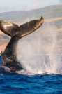 Humpback Whale Watching in Hawaii