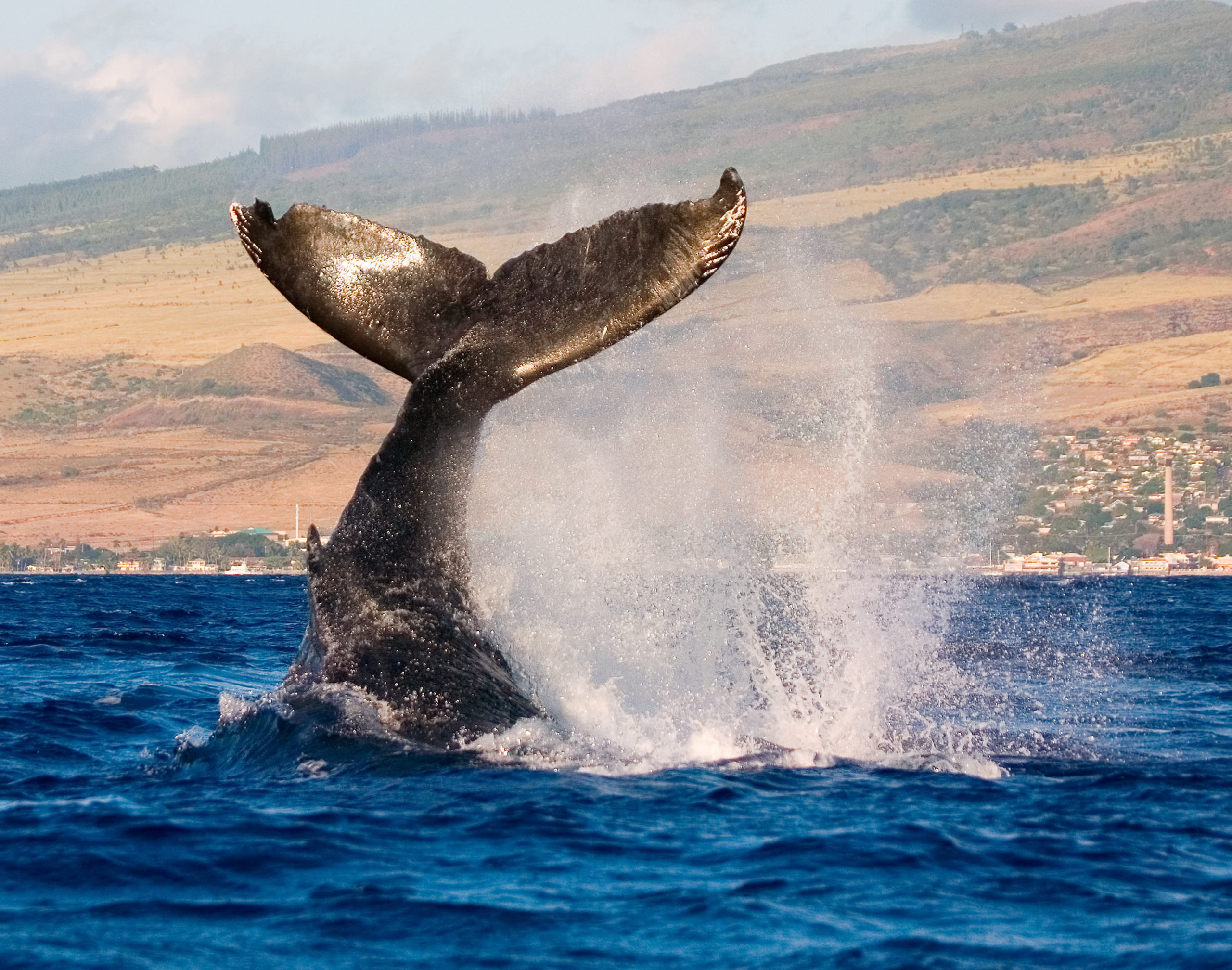 best time to visit hawaii to see whales
